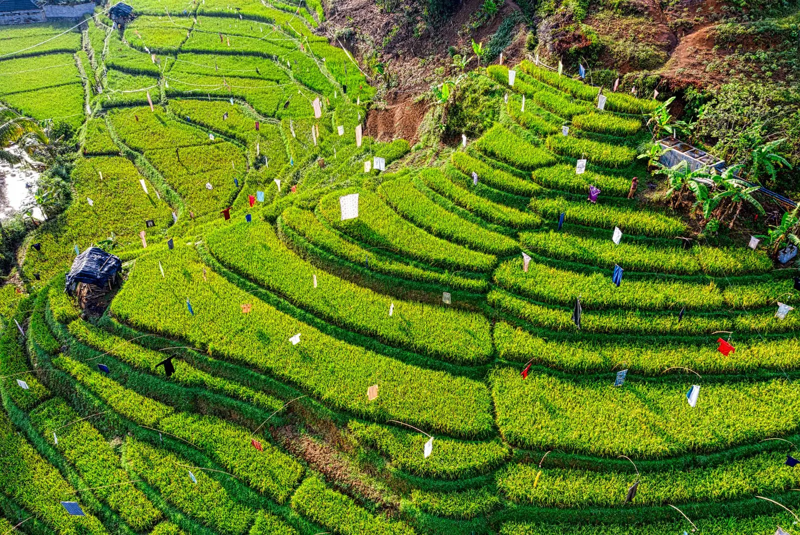 Pemandangan udara terasering hijau di Jawa Barat, Indonesia.